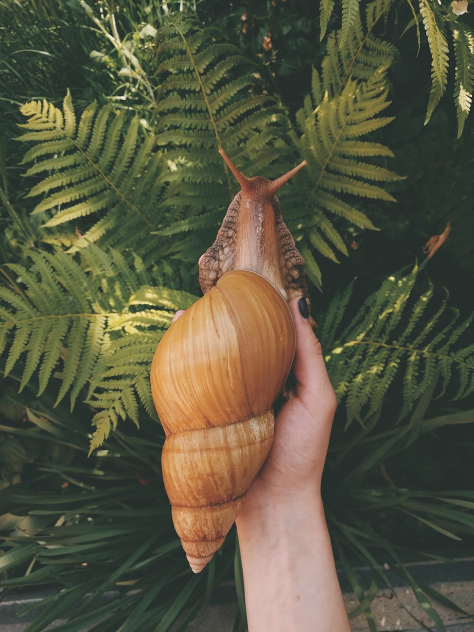 person holding a snail