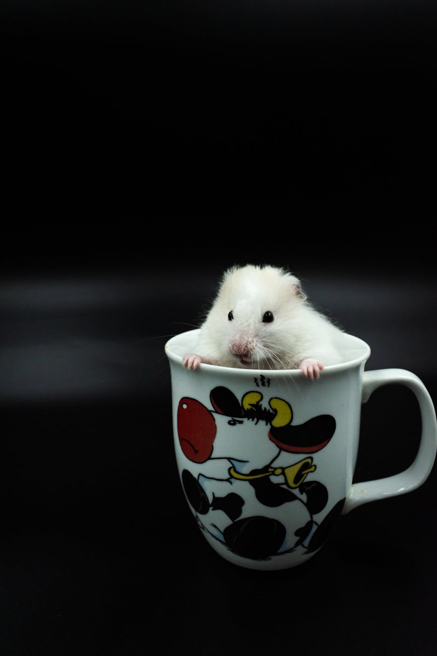 close up of a rat in a cup