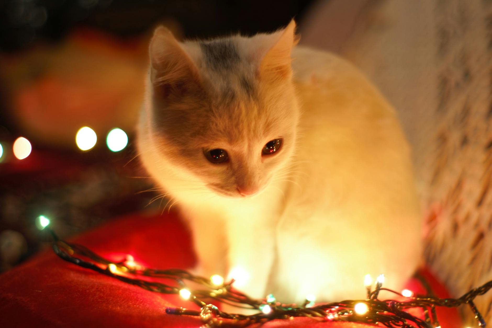 close up photography of white cat besides christmas lights